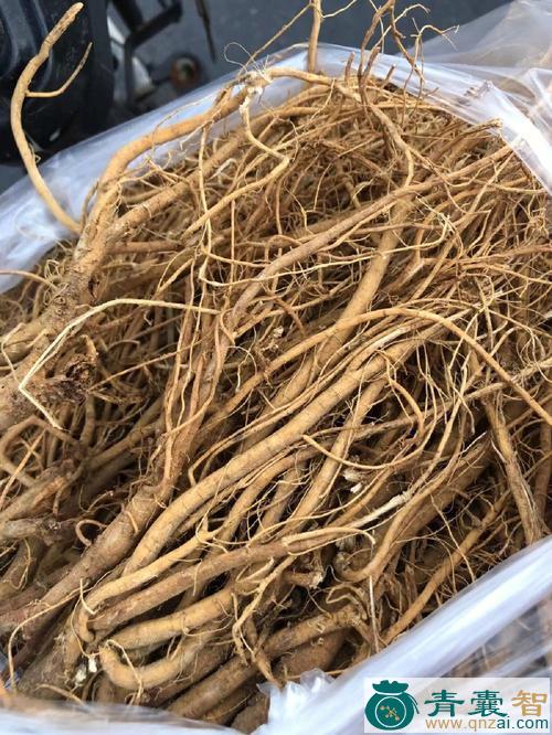 虎尾轮根的性状性味归经以及功效用法和注意事项-青囊智