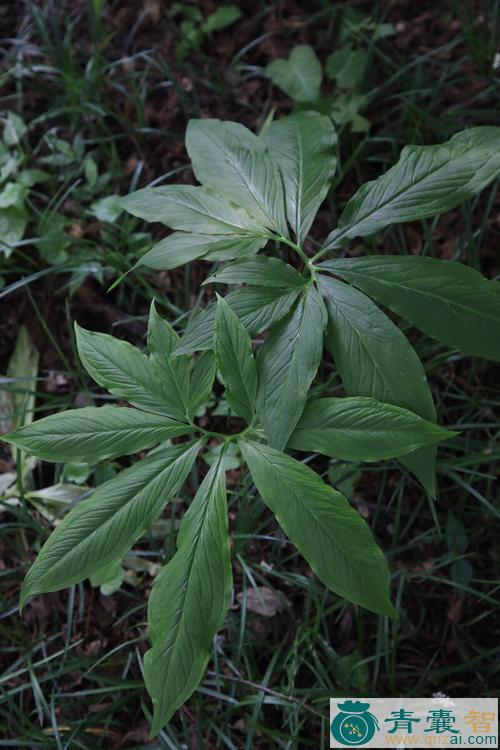 中药材虎掌草叶图片