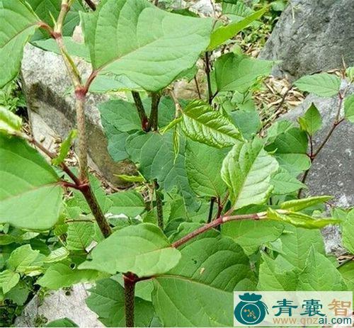 中药材虎杖叶图片