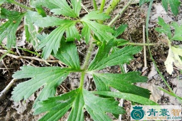 虎波草的性状性味归经以及功效用法-青囊智
