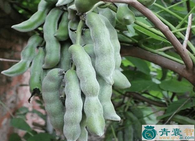 中药材虎爪豆图片
