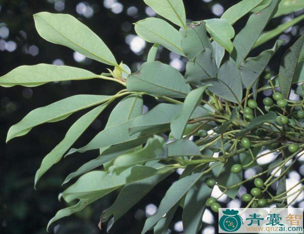 虎皮楠的性味归经以及功效用法-青囊智