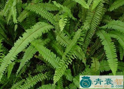 虎舌蜈蚣草的性味归经以及功效用法-青囊智