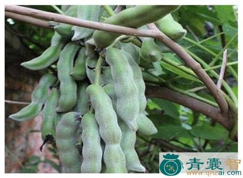 虎豆的性状性味归经以及功效用法-青囊智