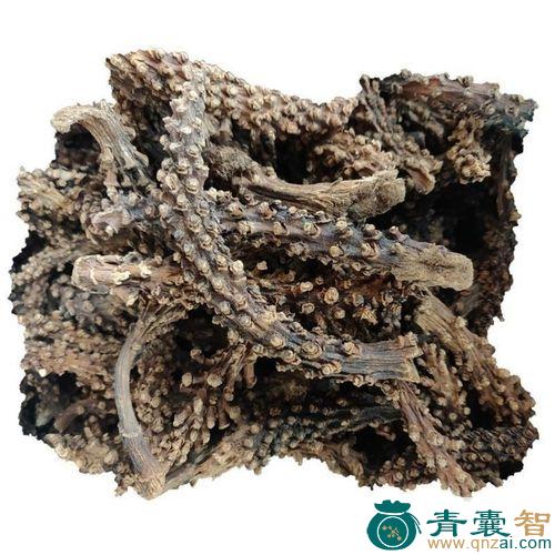 中药材虎鞭草图片