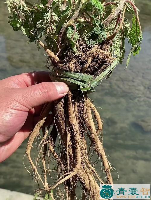 虎麻的性状性味归经以及功效用法-青囊智
