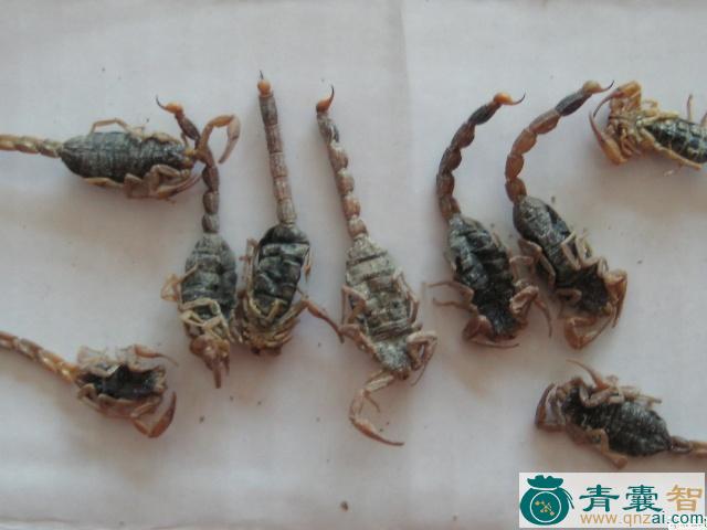 中药材虫实图片