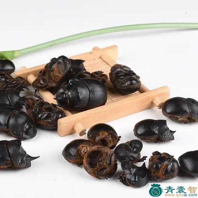 中药材虫波罗图片