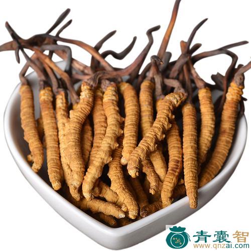 中药材虫虫草图片