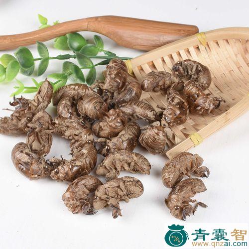 虫蜕的性状性味归经以及功效用法和注意事项-青囊智