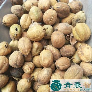 中药材虱拇豆图片