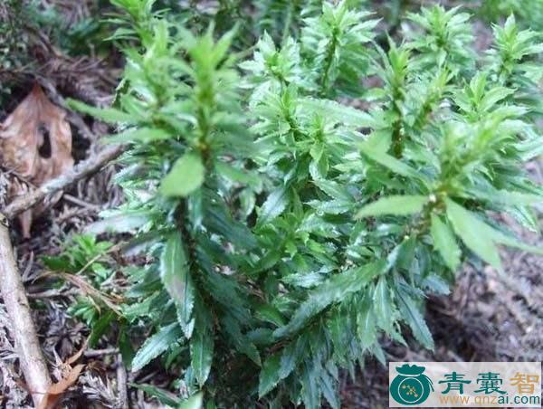 中药材虱槟草图片
