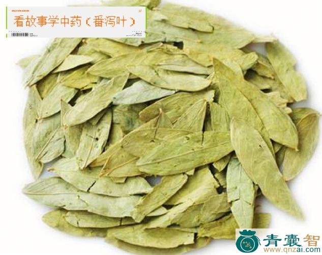 中药材虹叶图片