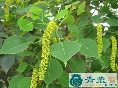 虹树的性味归经以及功效用法和注意事项-青囊智