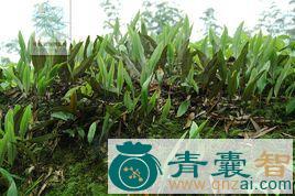 中药材虹霓剑草图片