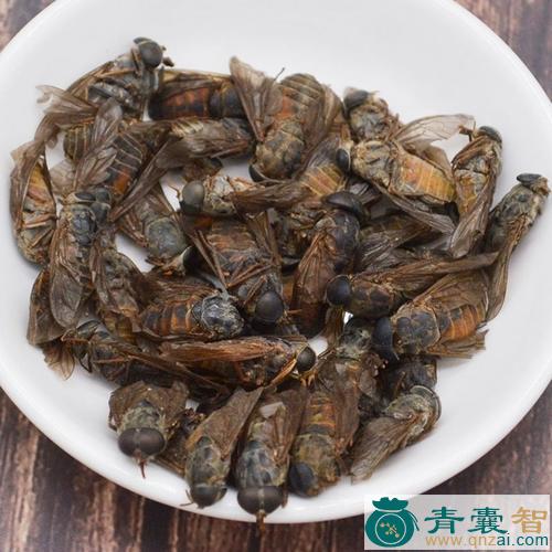 中药材虻图片