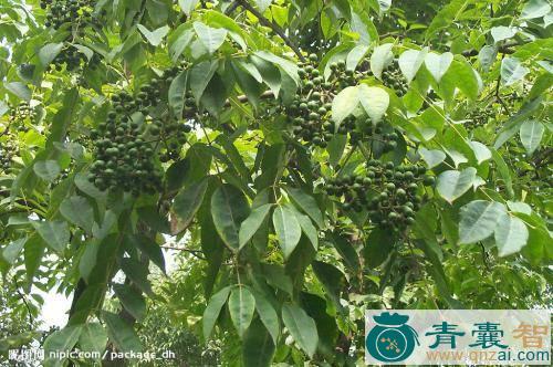 中药材虾公岔树图片