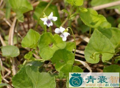 虾壳钱的以及功效用法-青囊智