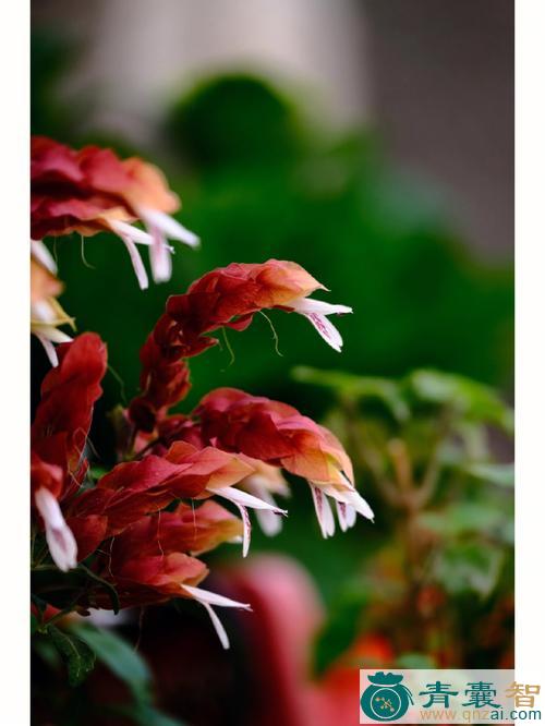 中药材虾子花图片
