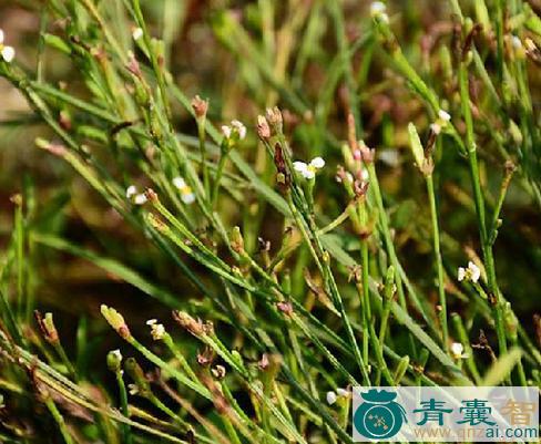 虾须藤的性味归经以及功效用法-青囊智