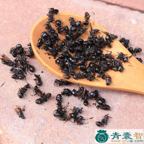 中药材蚁图片