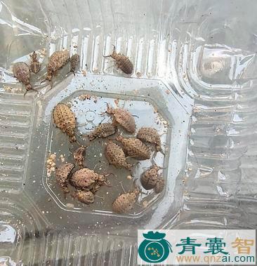中药材蚁狮图片