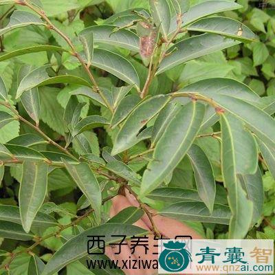 中药材蚂蚁木图片