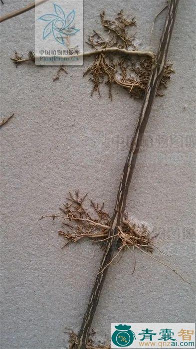 蚂蚁花根的性状性味归经以及功效用法-青囊智