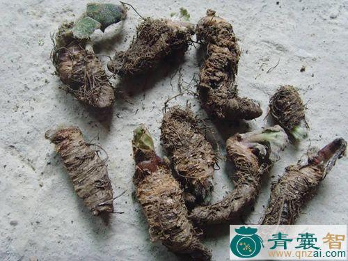 中药材蚂蚱草根图片