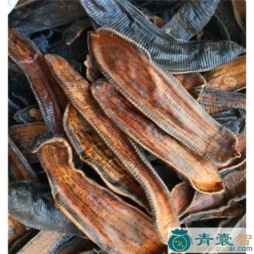 中药材蚂蝗蜞图片