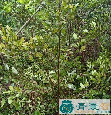 蚊仔树的性味归经以及功效用法-青囊智