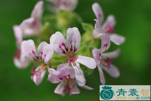 中药材蚊仔花图片