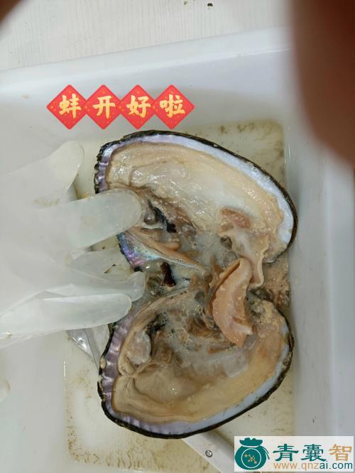 中药材蚌水图片
