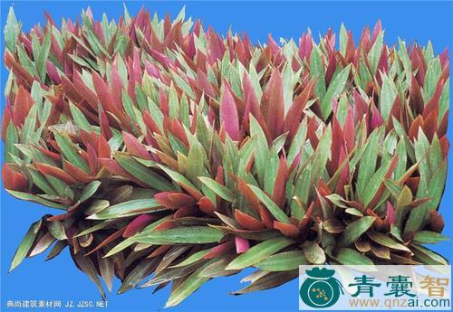中药材蚌花叶图片