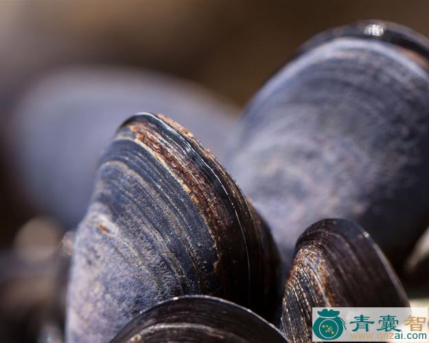 中药材蚌蛤灰图片