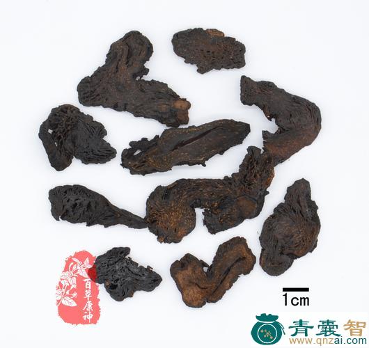 中药材蚍蜉酒草图片