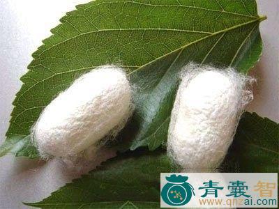 中药材蚕连纸图片