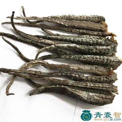 中药材蚧巴子图片