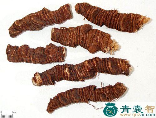 中药材蚩休图片