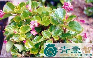 中药材蚬肉秋海棠图片