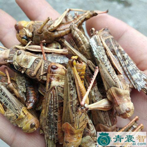 中药材蚱蜢图片