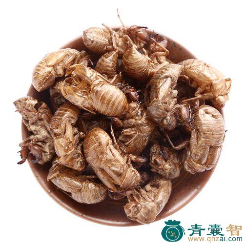 中药材蚱蝉图片