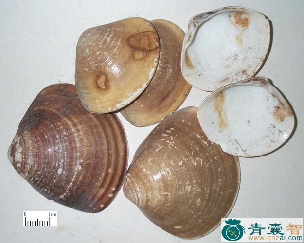 中药材蚶子图片