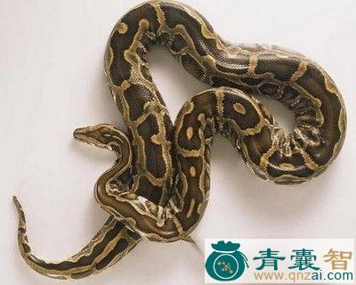 中药材蚺蛇胆图片