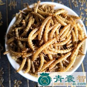 中药材蛆图片