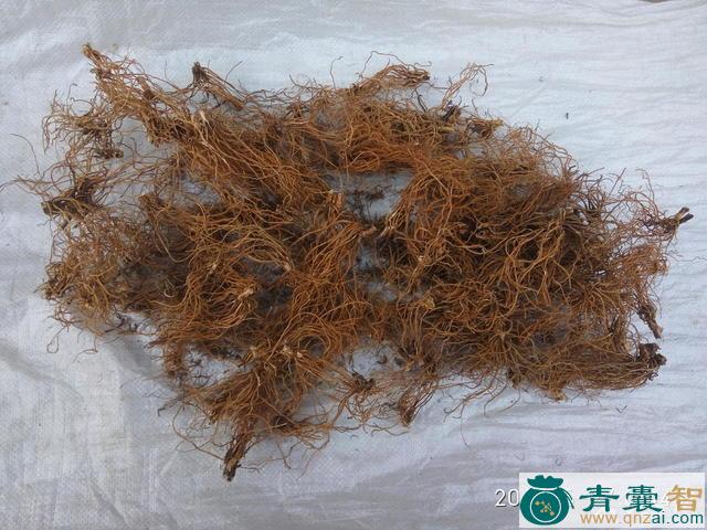 蛆儿草的性状性味归经以及功效用法-青囊智