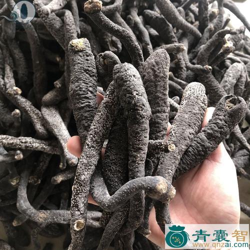 中药材蛇儿参图片