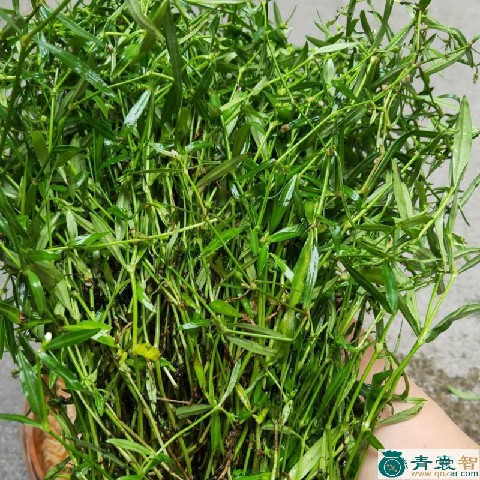 中药材蛇利草图片