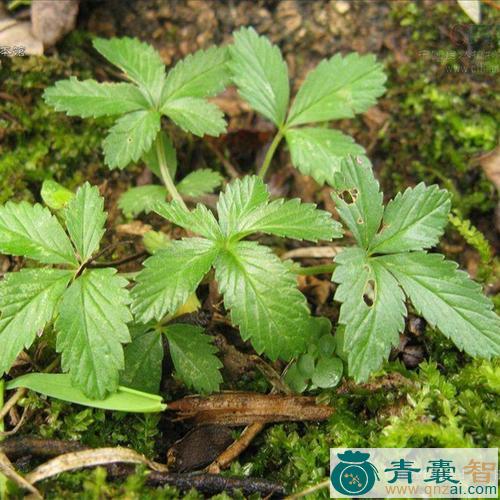 中药材蛇含草图片