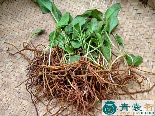中药材蛇咬一支箭图片